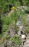 Ranunculus crassifolius