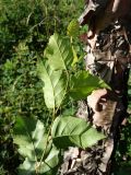 Betula dauurica. Верхушка молодого побега с листьями (нижняя сторона). Приморье, окр. г. Находка, широколиственный лес. 18.09.2016.