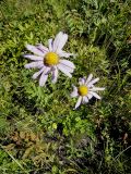 Chrysanthemum zawadskii