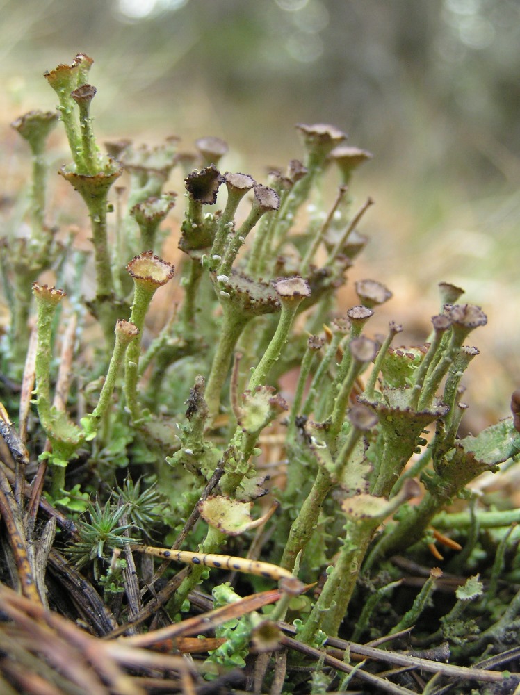 Изображение особи род Cladonia.