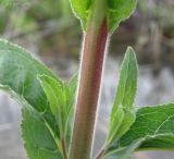 Epilobium villosum. Часть стебля. Краснодарский край, окр. станицы Ленинградской (Уманской), верховья балок Вырвихвост, Зубова, и Полыханова, мелиоративный канал. 07.05.2017.