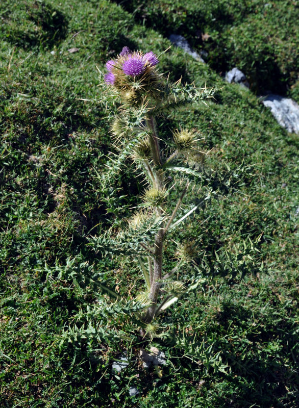 Изображение особи Cirsium glabrifolium.