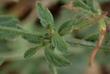 Verbena officinalis. Боковые побеги. Греция, Эгейское море, о. Парос, пос. Дриос, на обочине дороги, возле каменного забора. 31.10.2017.