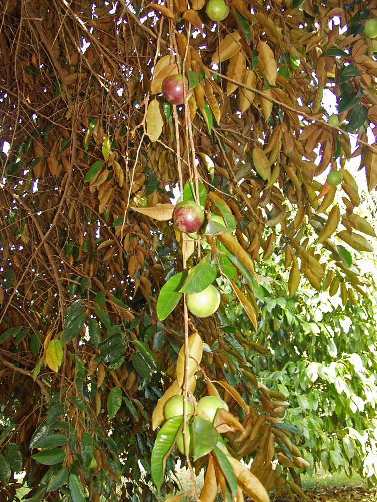 Изображение особи Chrysophyllum cainito.