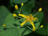 Hypericum bupleuroides. Цветок и бутоны. Москва, Воробьёвы горы, Ботанический сад МГУ, альпинарий (в культуре из Аджарии). 28.06.2018.