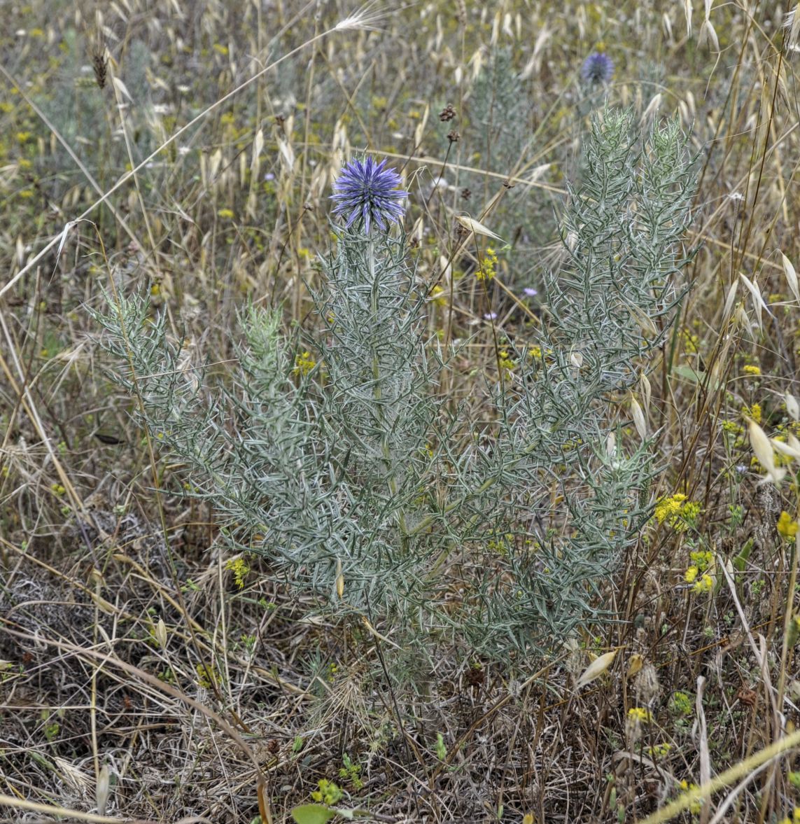 Изображение особи Echinops graecus.