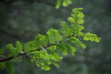 Metasequoia glyptostroboides. Ветвь. Санкт-Петербург, ботанический сад БИН РАН им. В. Л. Комарова. 16.08.2018.