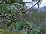 genus Betula. Часть ветви с соплодием. Мурманская обл., Хибины, перевал Южный Чорргор, ≈ 800 м н.у.м., верхняя граница берёзового криволесья. 07.08.2018.