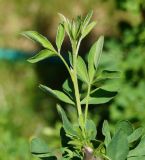 Chamaecytisus ruthenicus