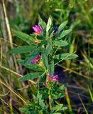 Trifolium lupinaster. Верхушка цветущего растения. Хакасия, Ширинский р-н, берег оз. Шунет, степь. 12.07.2018.