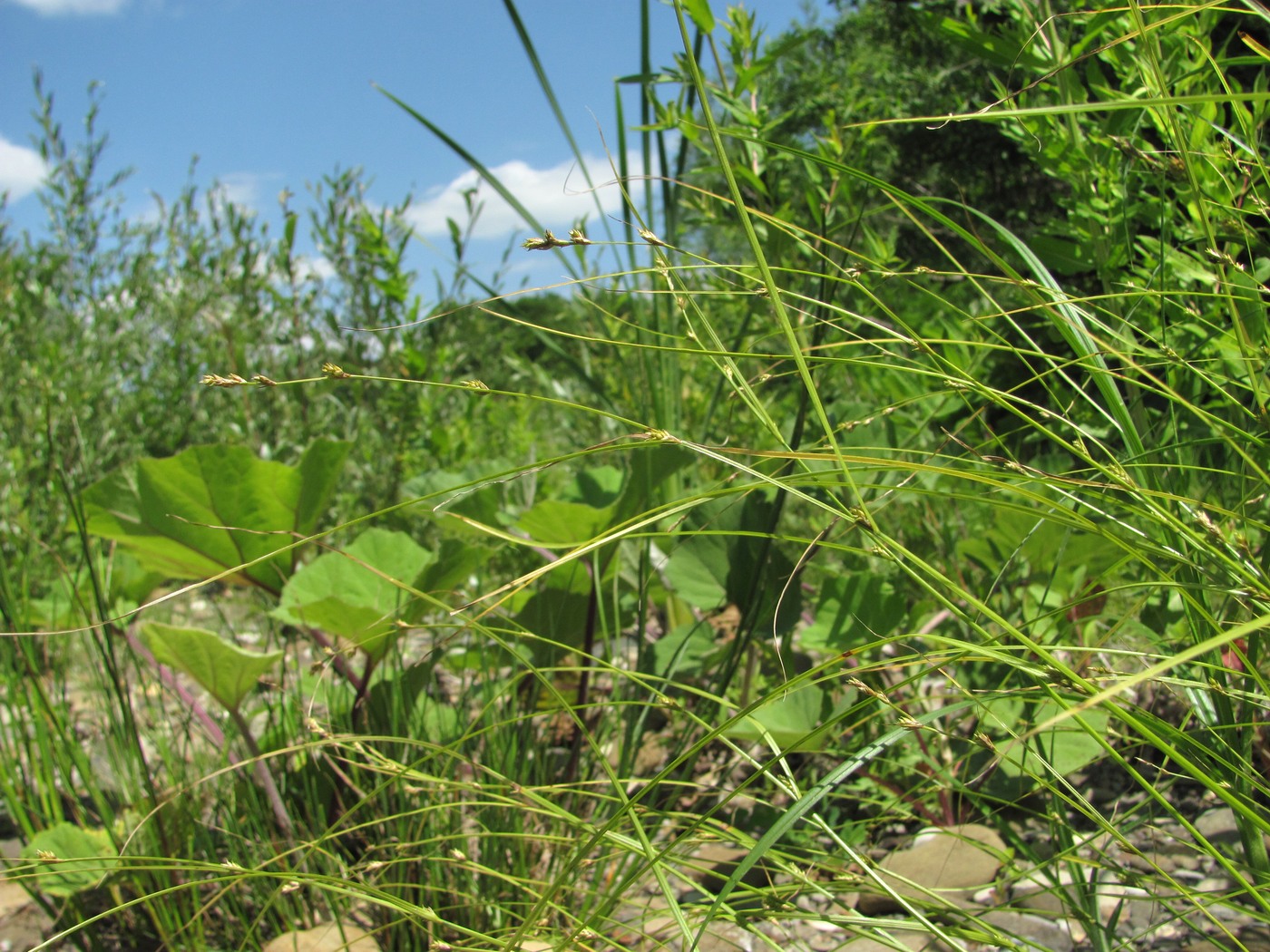 Изображение особи Carex remota.