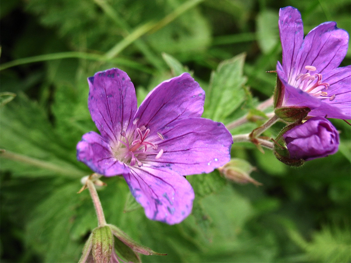 Изображение особи Geranium alpestre.