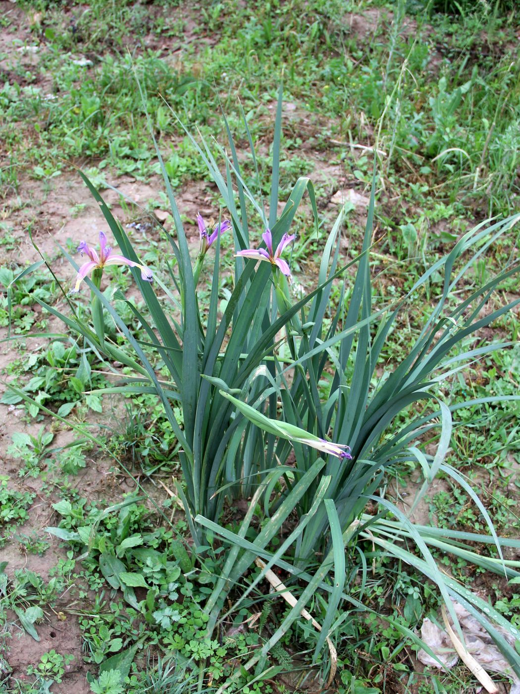 Изображение особи Iris sogdiana.