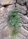 Scrophularia rupestris. Цветущие и плодоносящие растения. Дагестан, Дербент, цитадель Нарын-Кала, каменная стена. 7 июня 2019 г.