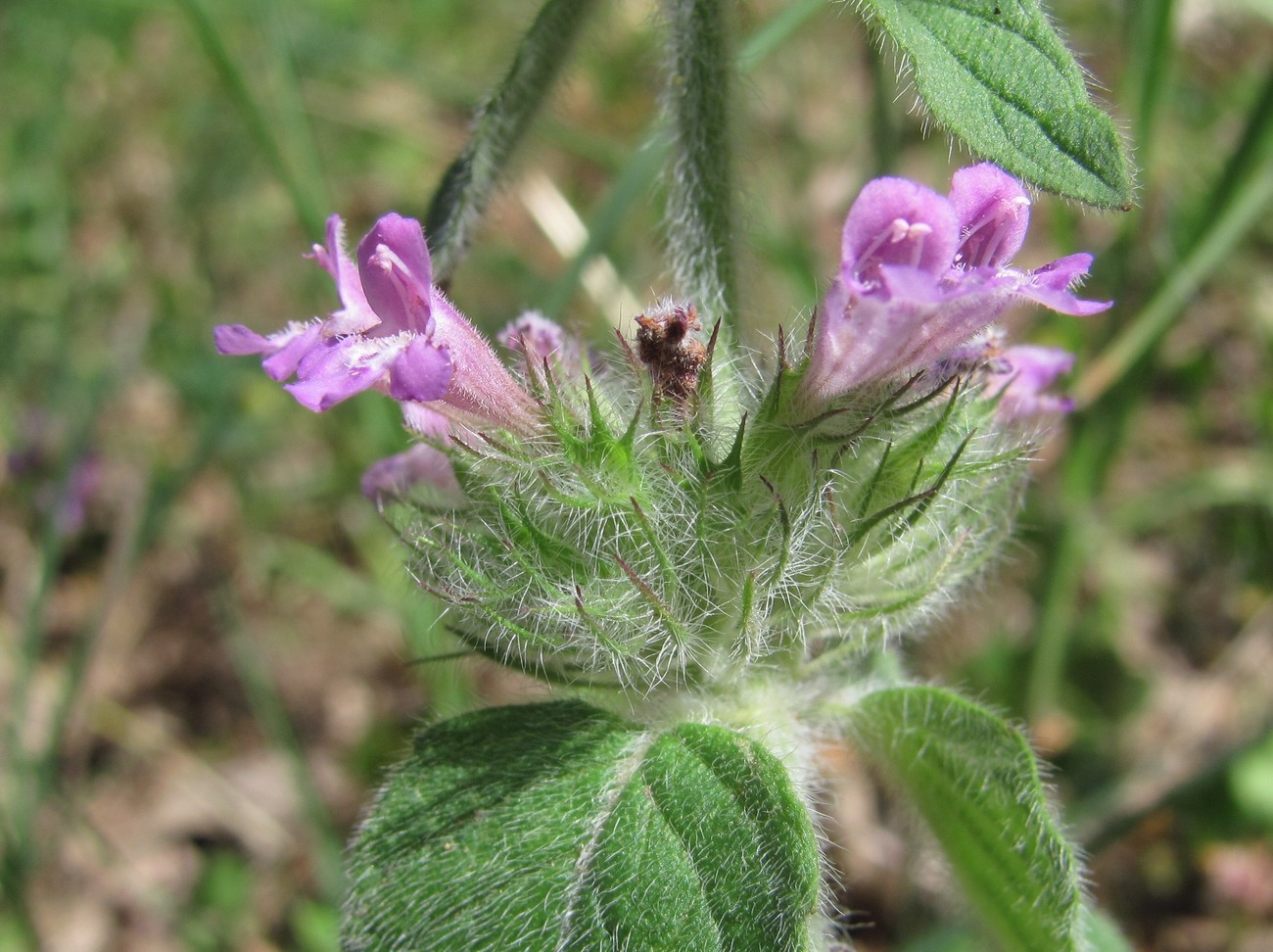 Изображение особи Clinopodium vulgare.