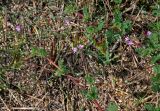 Erodium cicutarium. Верхушки побегов с соцветиями и соплодиями. Московская обл., гор. округ Озёры, окр. с. Клишино, окраина скошенного поля. 15.09.2019.