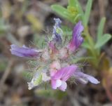 Astragalus filicaulis. Соцветие. Узбекистан, Андижанская обл., Андижанский р-н, Ферганская долина, Хаканские адыры. 05.05.2018.