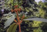 Viburnum rhytidophyllum