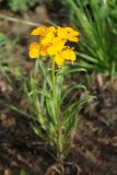 Erysimum &times; marshallii