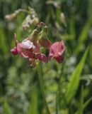 Lathyrus sylvestris