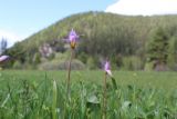 Tulipa riparia