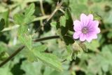 Geranium divaricatum