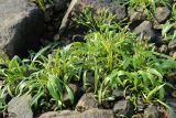 Tripolium pannonicum ssp. tripolium