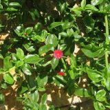 Aptenia × vascosilvae. Часть побега с цветком ('Red Apple'). Испания, Каталония, провинция Girona, Costa Brava, Blanes, одичавшее. 27 октября 2008 г.