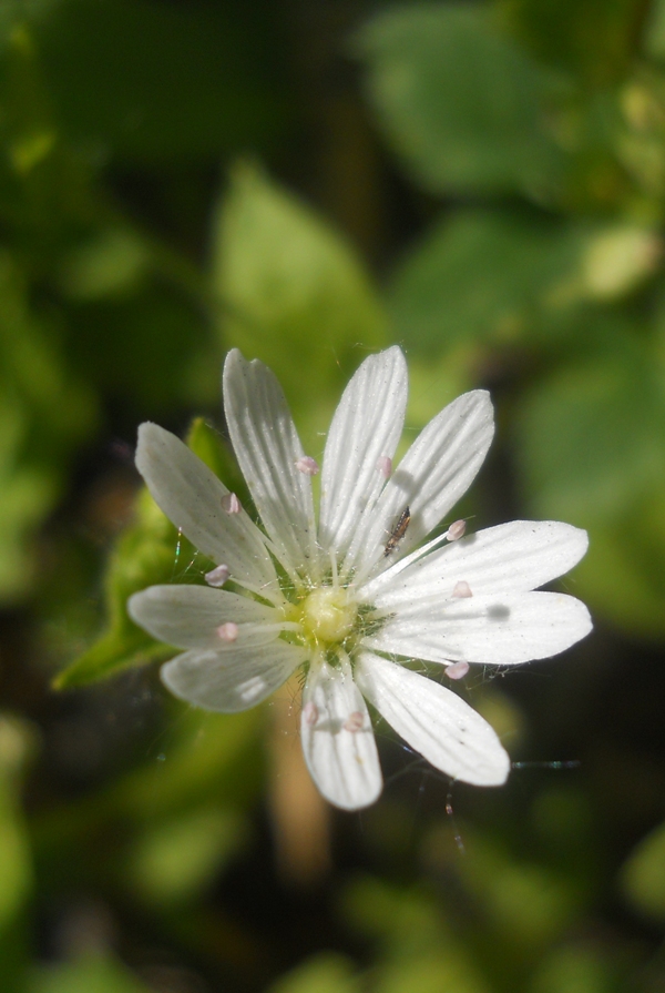 Image of Stellaria bungeana specimen.