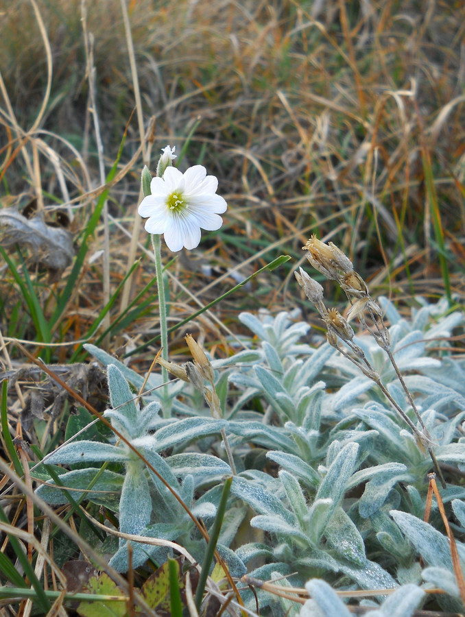 Изображение особи Cerastium biebersteinii.