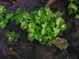 Cardamine amara. Частично погружённое в воду ручья растение перед зимовкой. Саратовская обл., Саратовский р-н, ручей в нагорном широколиственном лесу. 4 ноября 2012 г.