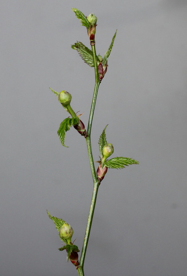 Изображение особи Kerria japonica.