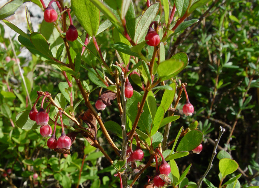 Изображение особи Vaccinium uliginosum.