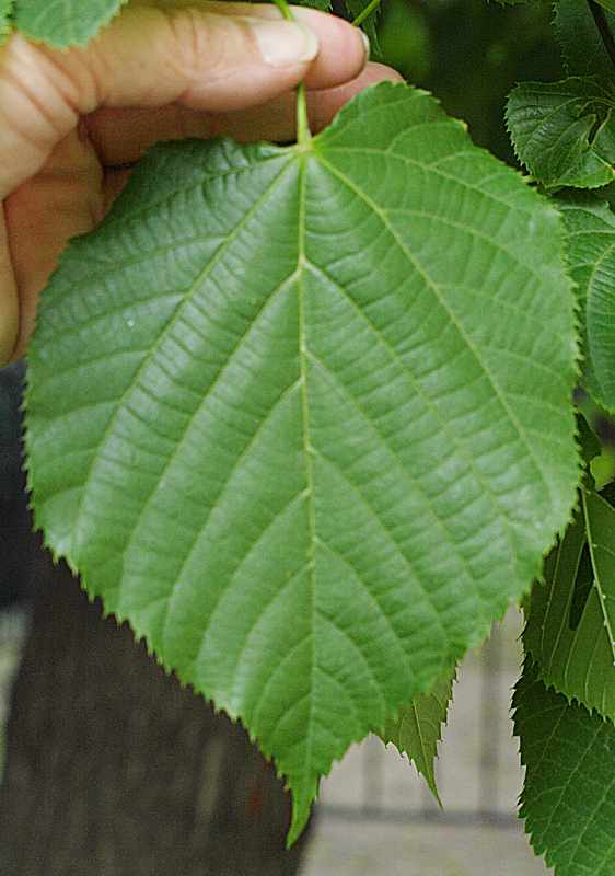 Изображение особи Tilia europaea.