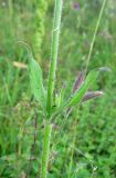 Silene noctiflora. Часть побега. Крым, Ялтинская яйла, луг. 29 июня 2013 г.