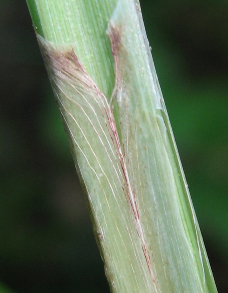 Изображение особи Carex acutiformis.