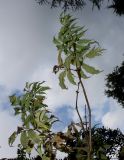 Sambucus racemosa