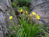 Hemerocallis minor