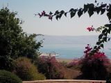 Bougainvillea spectabilis. Цветущие растения. Израиль, северный берег озера Кинерет (Галилейское море), в культуре. 22.10.2013.
