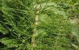 Equisetum telmateia