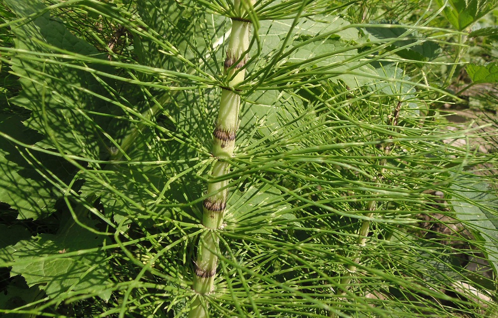 Изображение особи Equisetum telmateia.