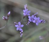 Limonium narbonense