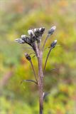 Saussurea alpina. Верхняя часть побега с нераспустившимися соцветиями. Мурманская обл., п-ов Средний, м. Волоковый, приморская вороничная тундра. 27.07.2014.