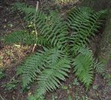 Dryopteris filix-mas