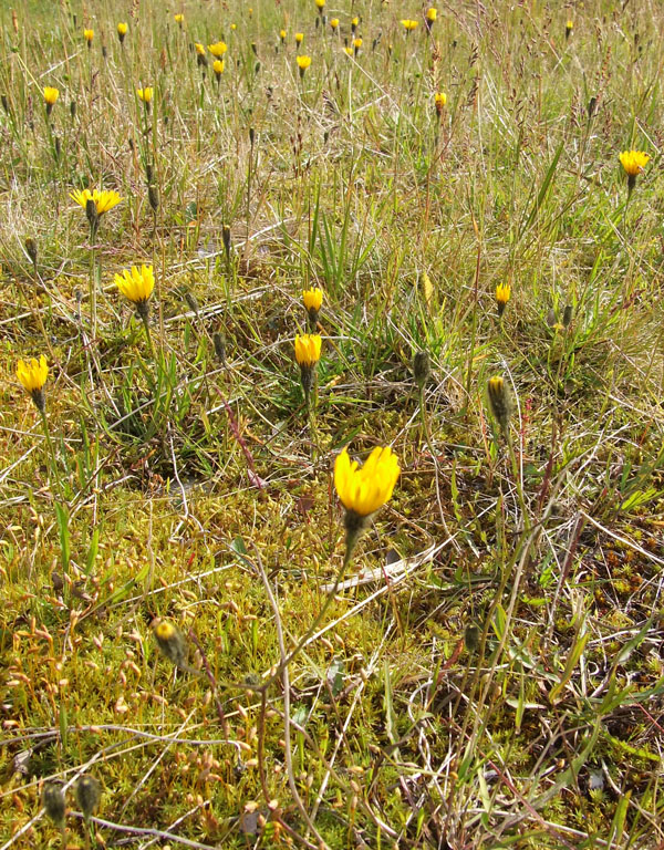 Изображение особи Scorzoneroides autumnalis.