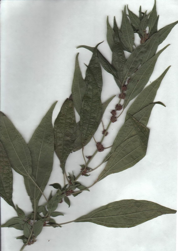 Изображение особи Parietaria officinalis.