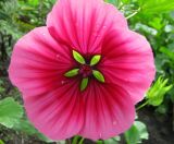 Malope trifida. Цветок. Иркутская обл., г. Бодайбо, в культуре. 04.08.2008.