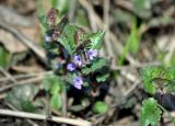 Glechoma hederacea