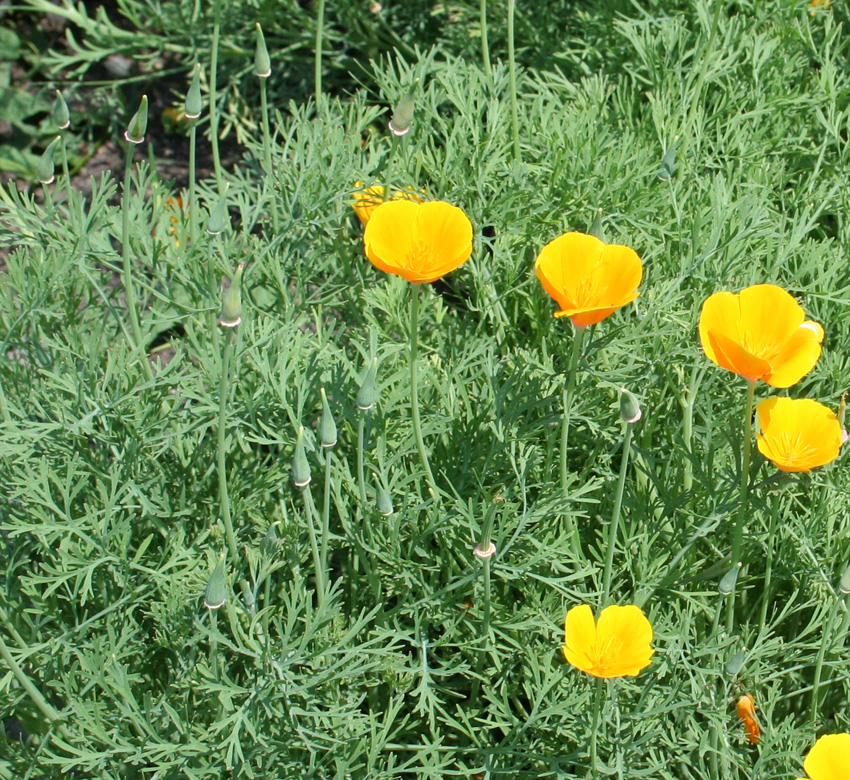 Изображение особи Eschscholzia californica.