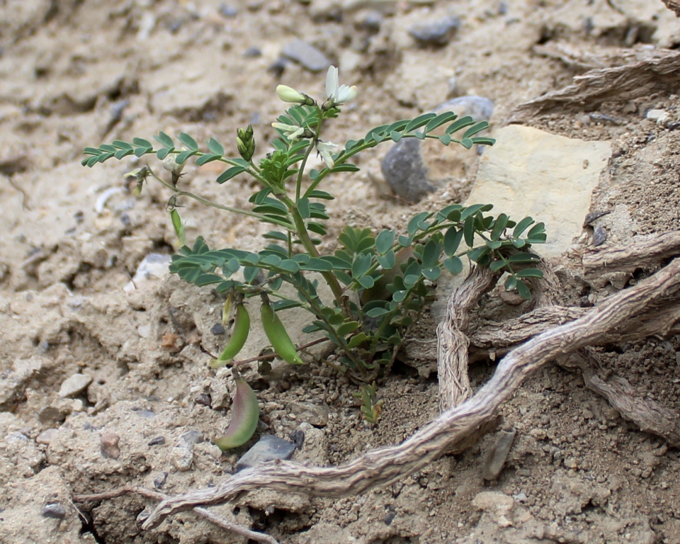 Изображение особи Astragalus guttatus.